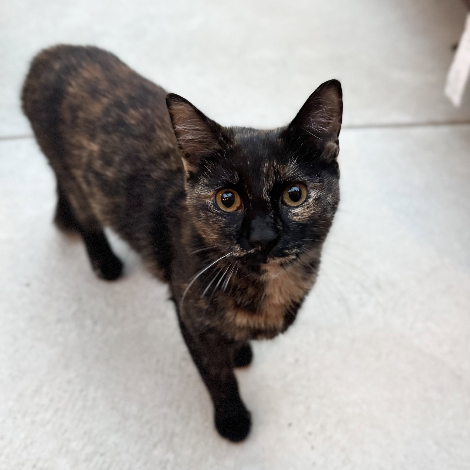 Inga, Domestic Short Hair