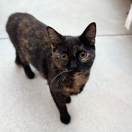 Inga, a cat for adoption from KittenSnatchers