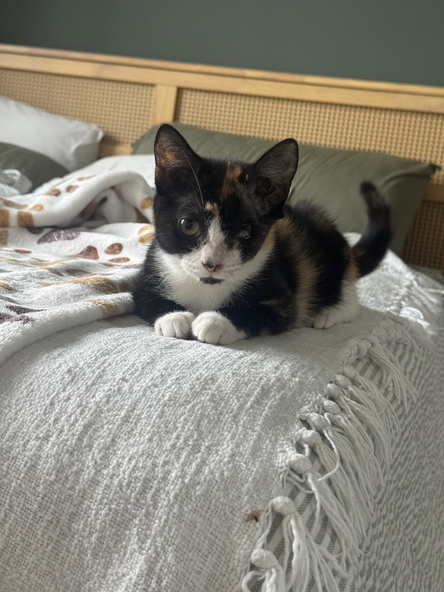 Hemingway, Domestic Short Hair