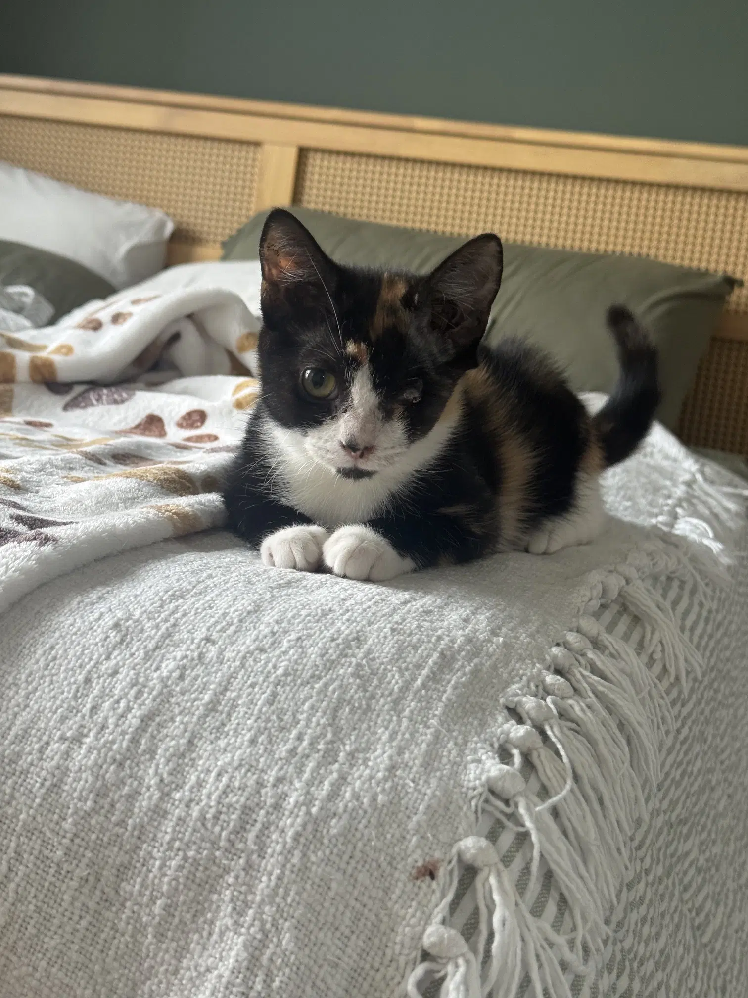 Hemingway - Domestic Short Hair