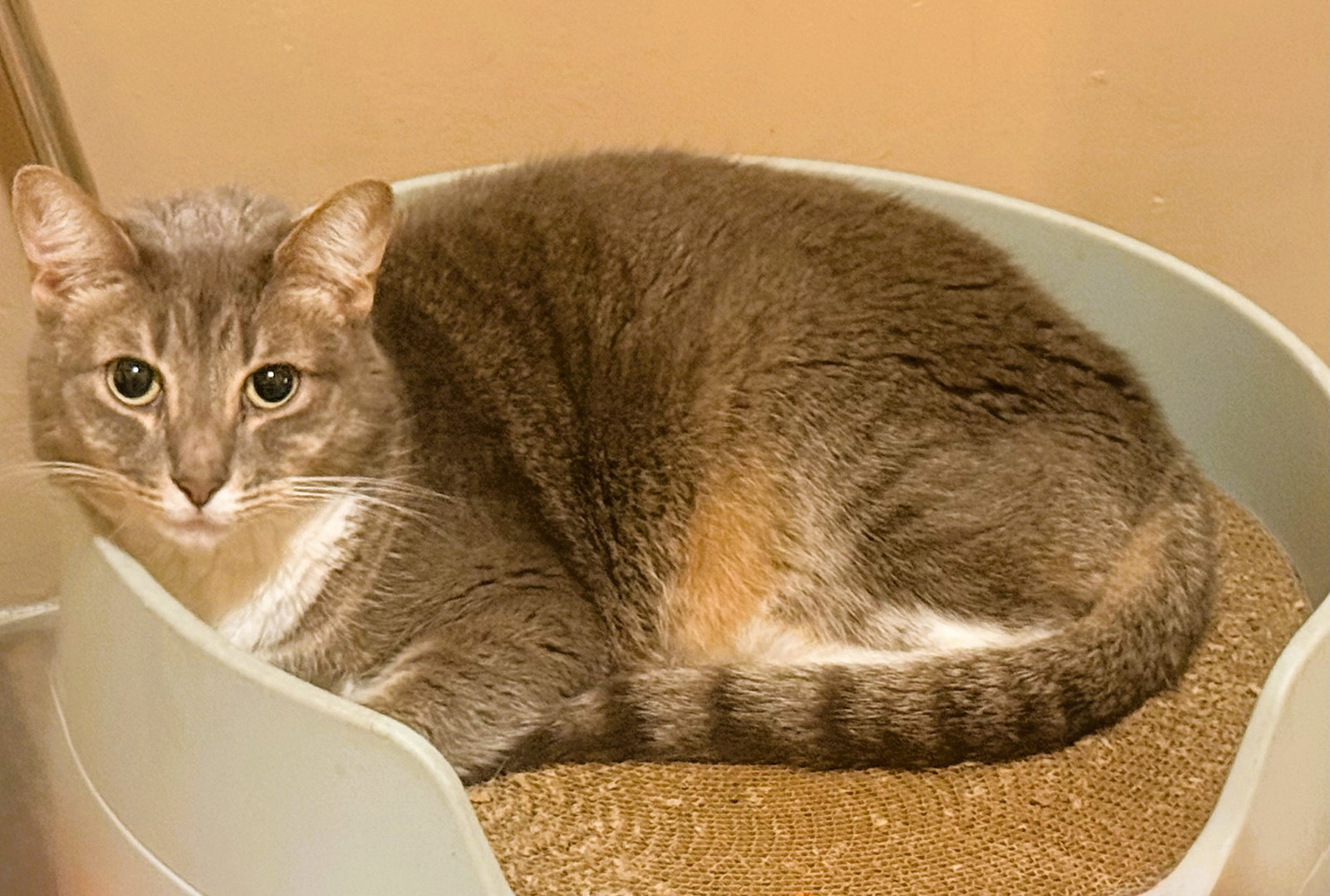 Sylvie, Domestic Short Hair