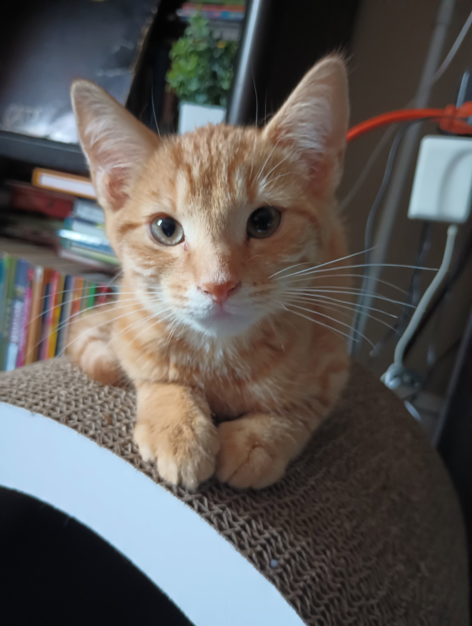 Dewey