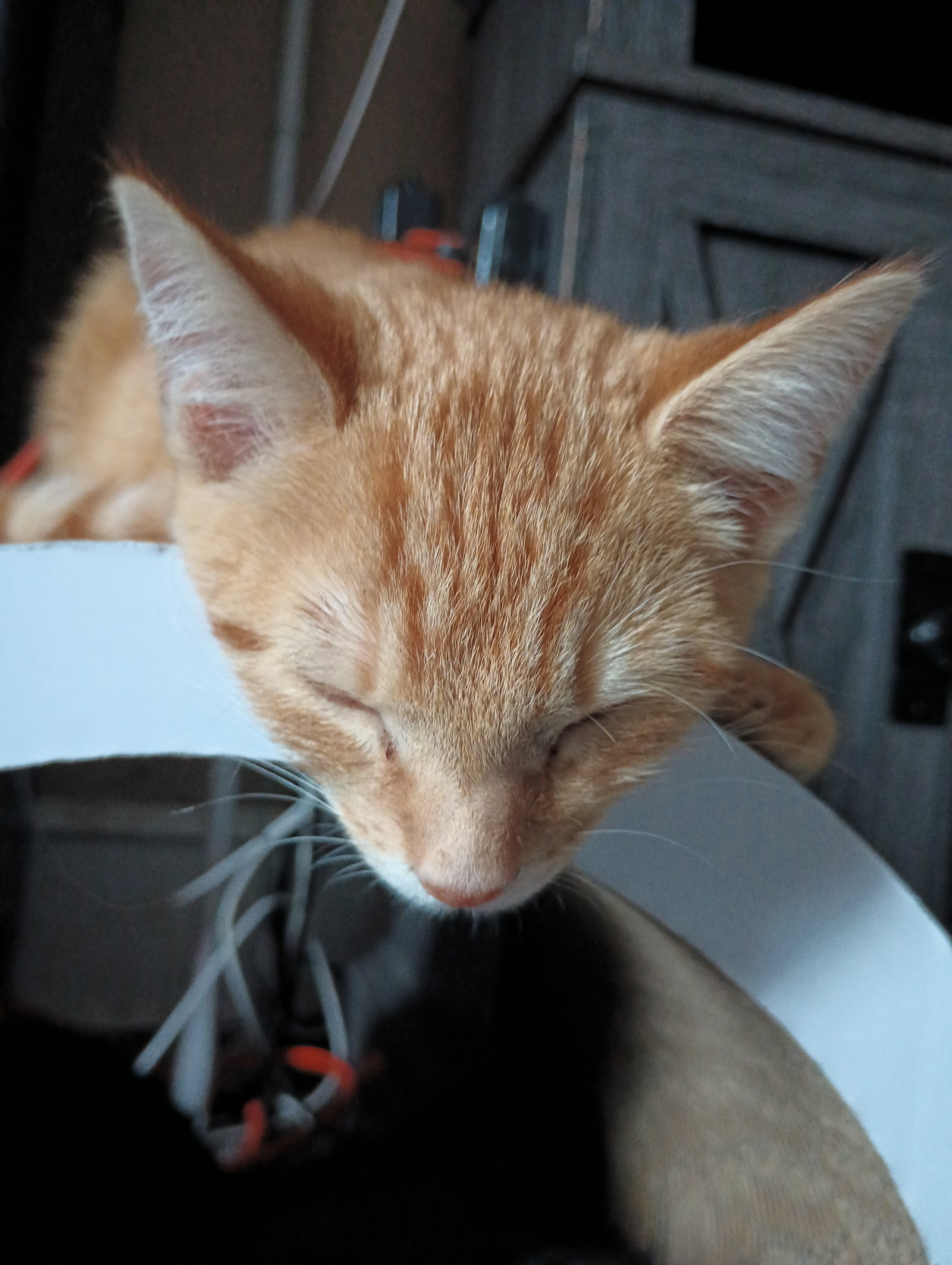 Dewey, photo 2