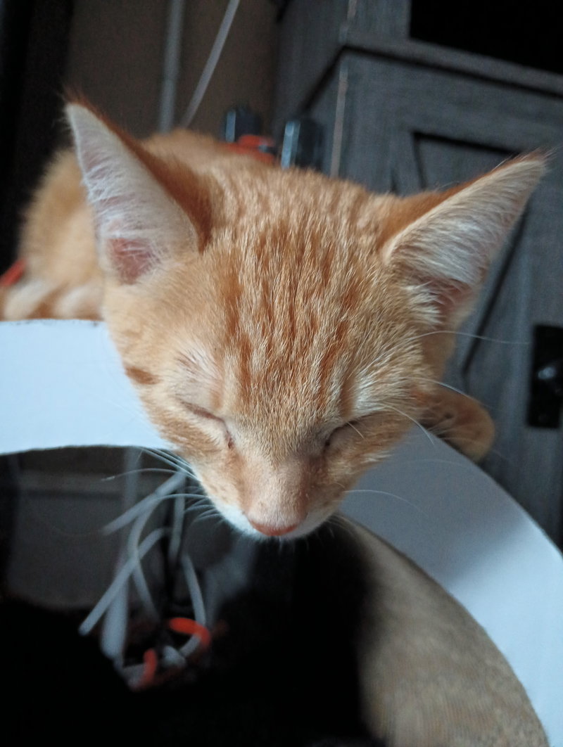 Dewey, photo 2