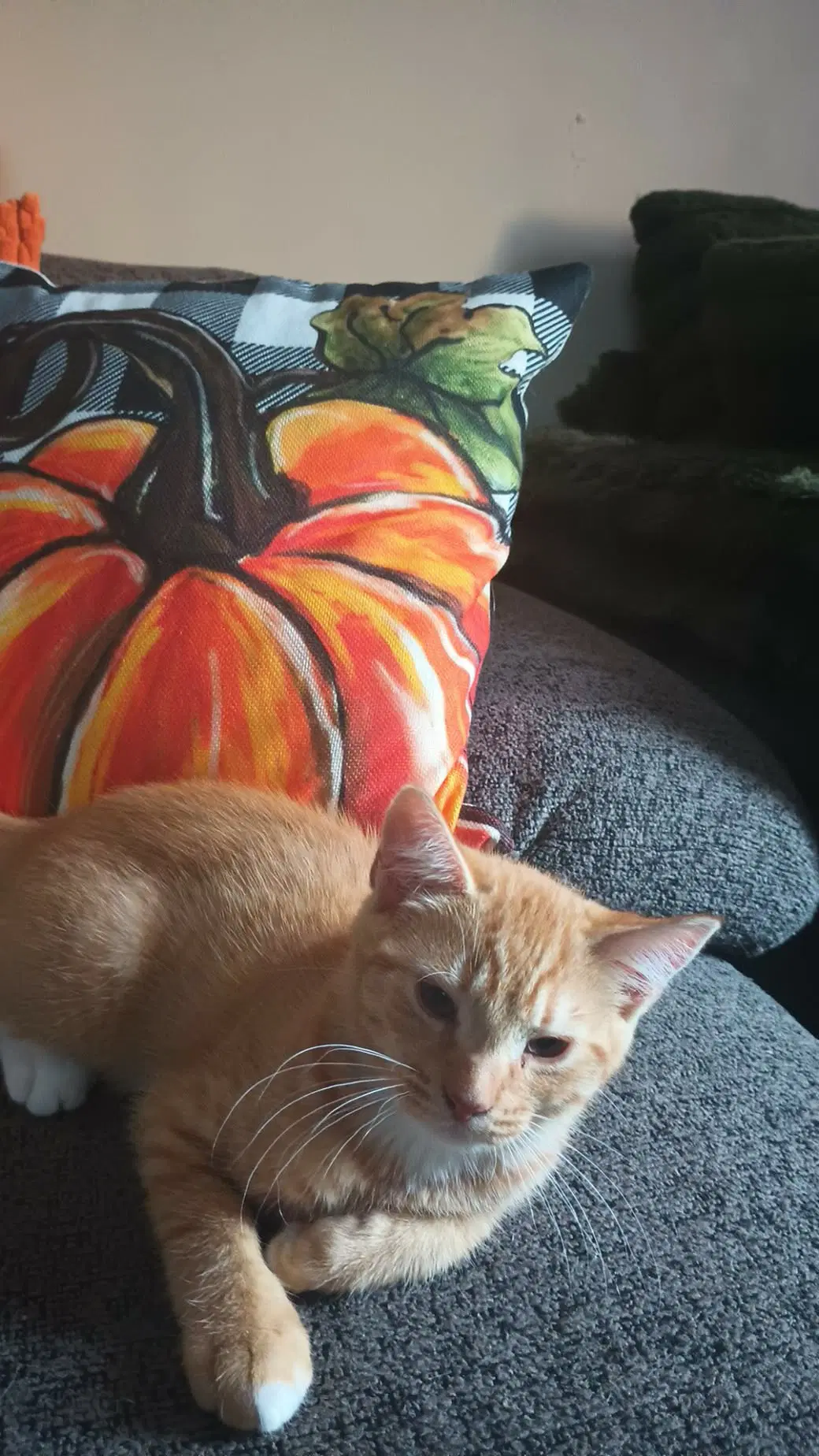 Mac - Domestic Short Hair