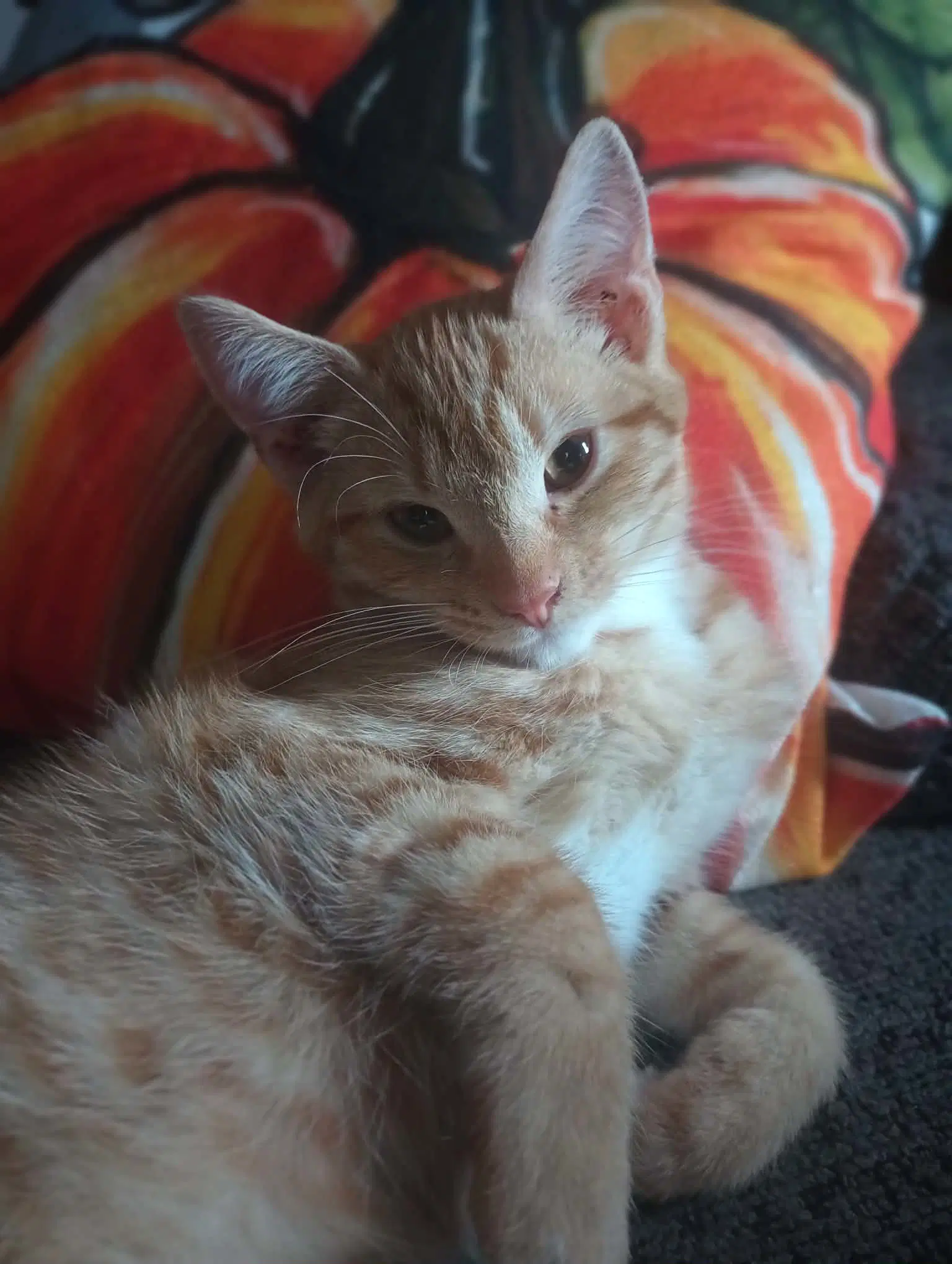 Winston image 2