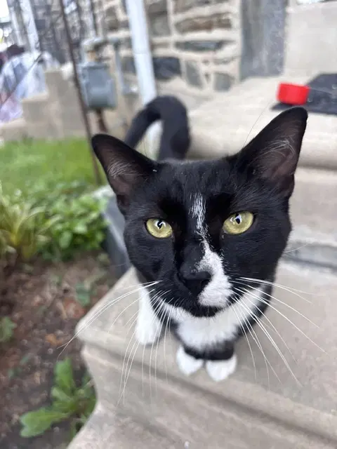 Binx image 2