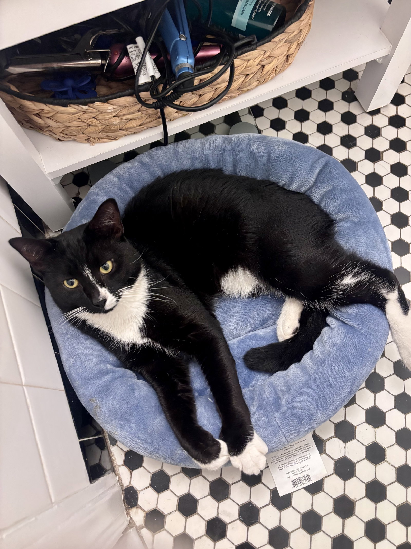 Binx, photo 3