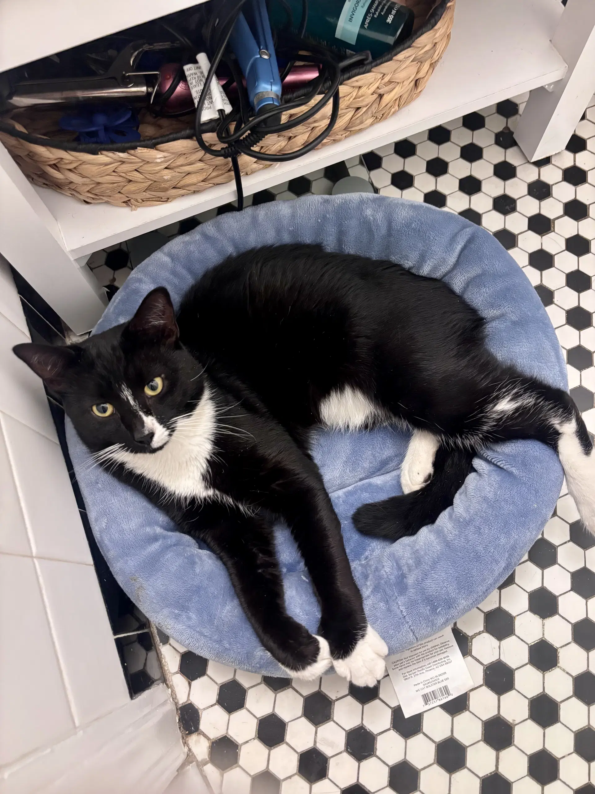 Binx - Domestic Short Hair