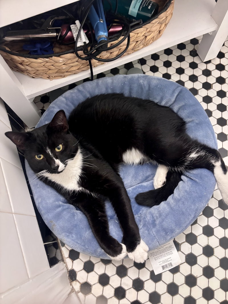 Binx, photo 3