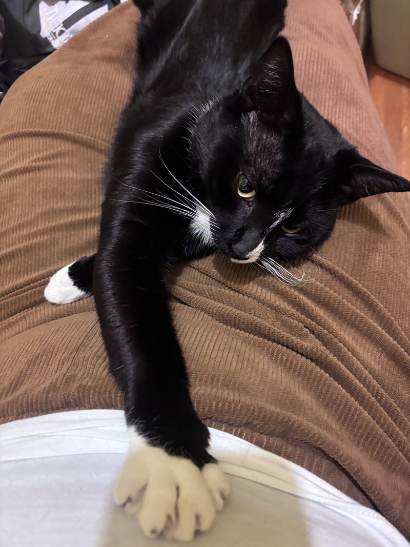 Binx, photo 2