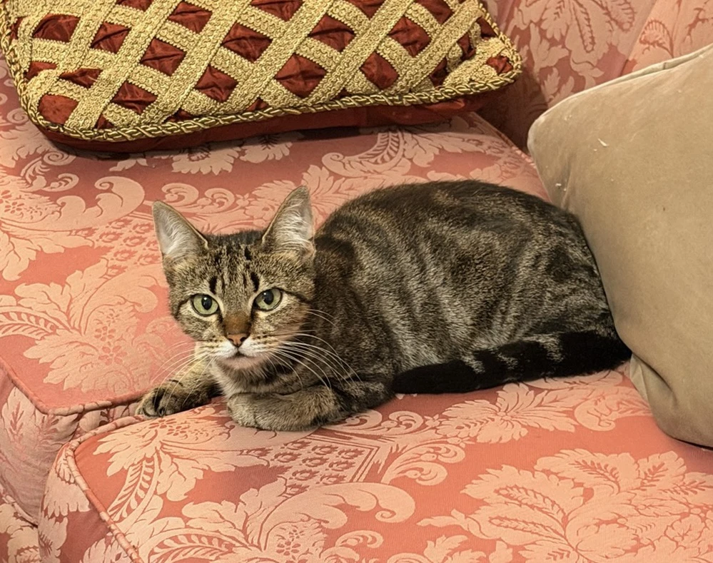 Buttercup