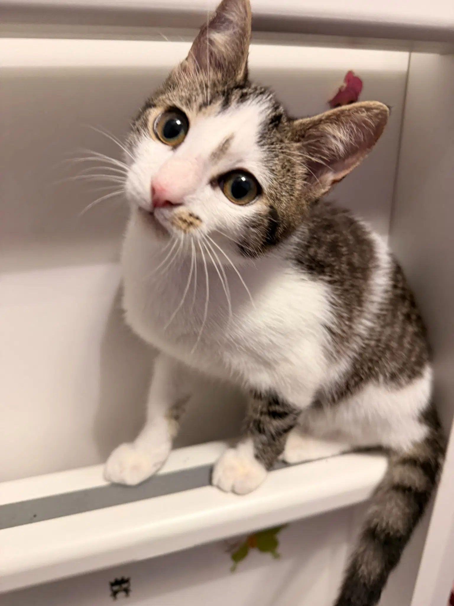 Caspar - Domestic Short Hair