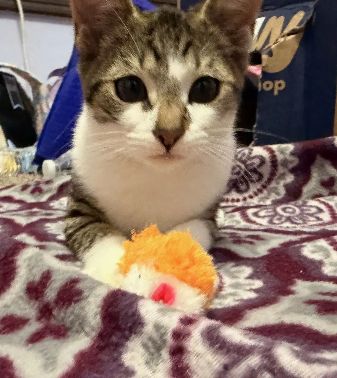 Jack-O-Lantern - Domestic Short Hair