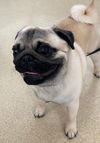 Mylo