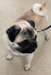 Mylo