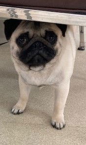 Mylo