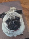 Molly