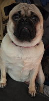 Molly