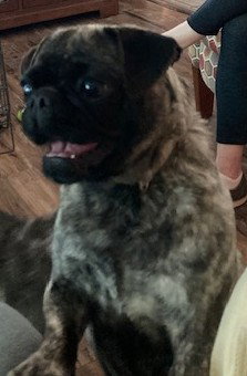 Phyllis