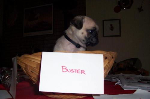 Buster