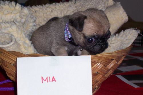 Mia