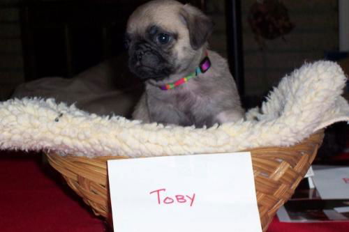 Toby