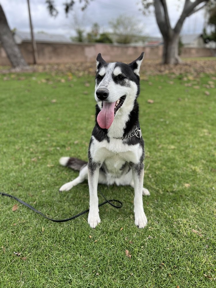 adoptable Dog in Van Nuys, CA named Remie