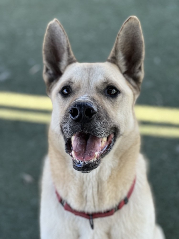 adoptable Dog in Van Nuys, CA named Rocky