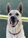 adoptable Dog in  named Rocky
