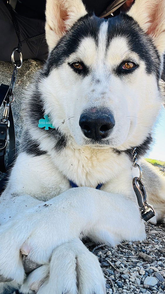 adoptable Dog in Van Nuys, CA named Pikachu