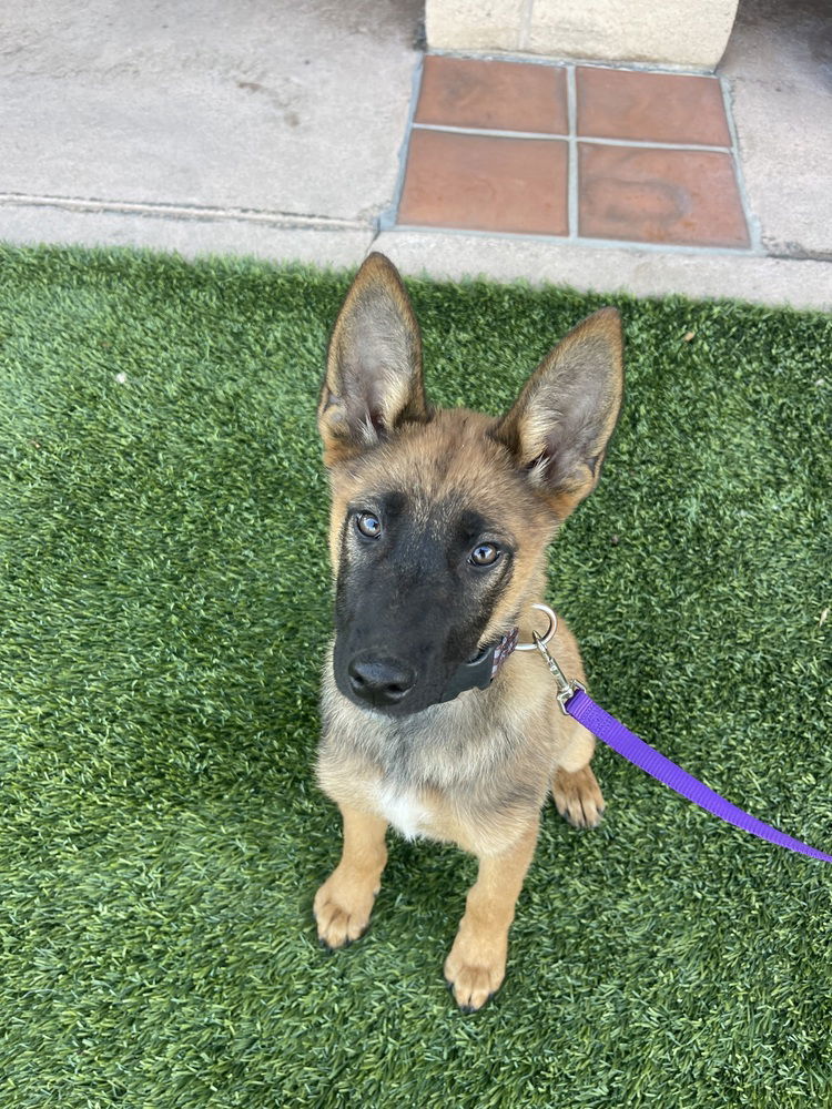 adoptable Dog in Van Nuys, CA named Kebachet (que bah shay)