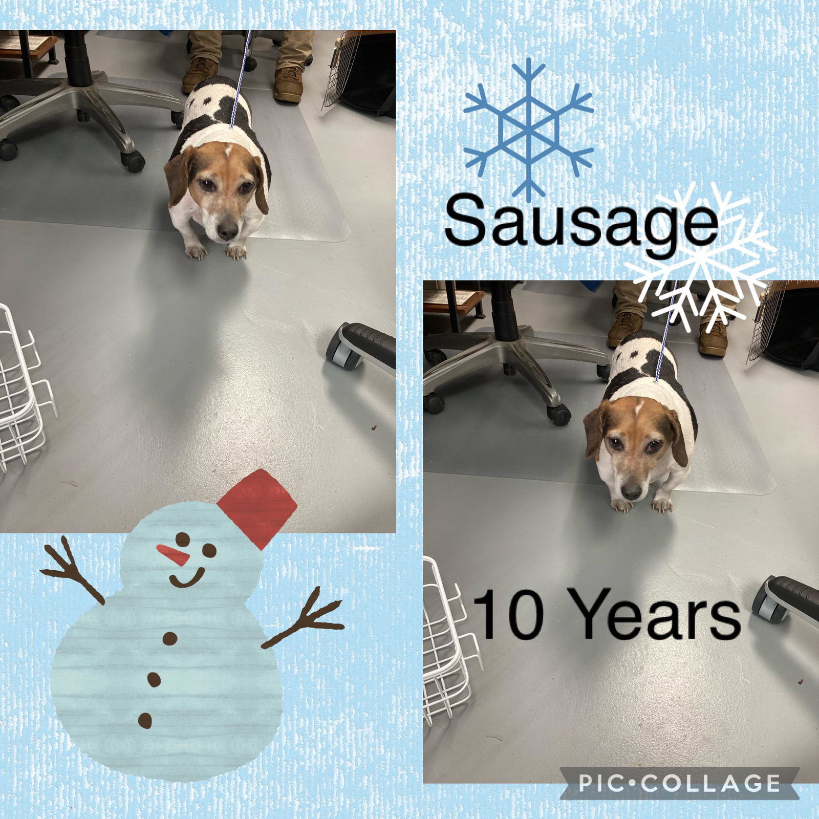 Dog for Adoption Sausage, a Dachshund in Buford, GA Alpha Paw