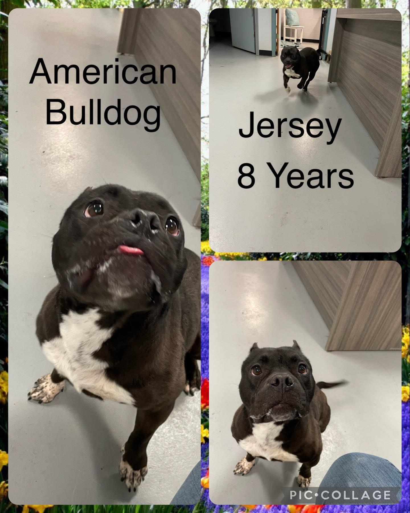 Dog for Adoption Jersey, a American Bulldog in Greensboro, GA Alpha Paw