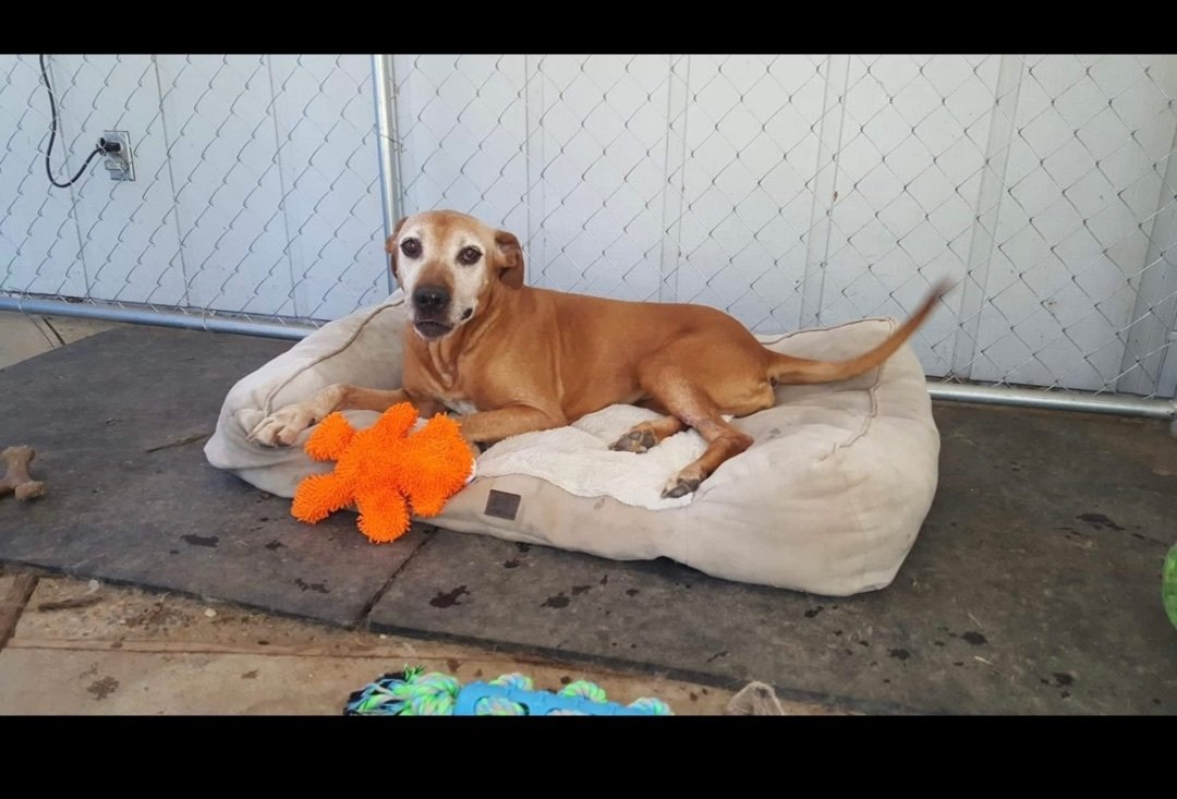 adoptable Dog in Hayward, CA named Darla