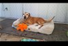 adoptable Dog in hayward, CA named Darla