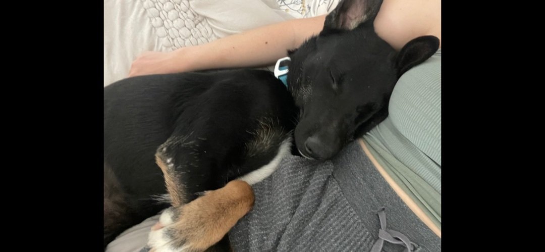 adoptable Dog in Hayward, CA named Cody