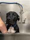 adoptable Dog in ward, AR named Duke
