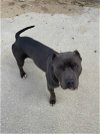 adoptable Dog in ward, AR named Clyde