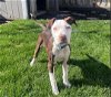 adoptable Dog in hayward, ca, CA named Liam