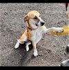 adoptable Dog in hayward, ca, CA named Kira