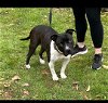 adoptable Dog in hayward, CA named Indy