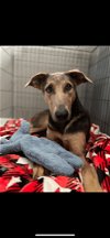 adoptable Dog in hayward, ca, CA named Millie