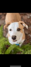 adoptable Dog in hayward, CA named Ginger