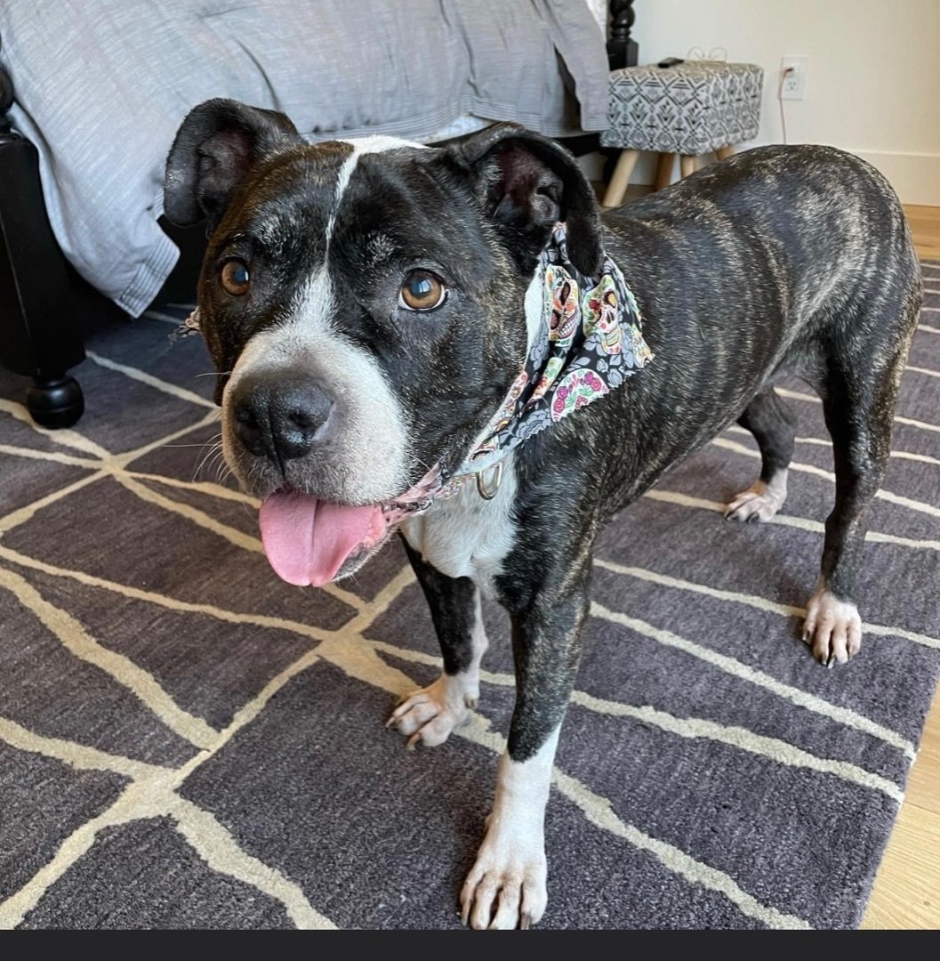 adoptable Dog in Hayward, CA named Bossy