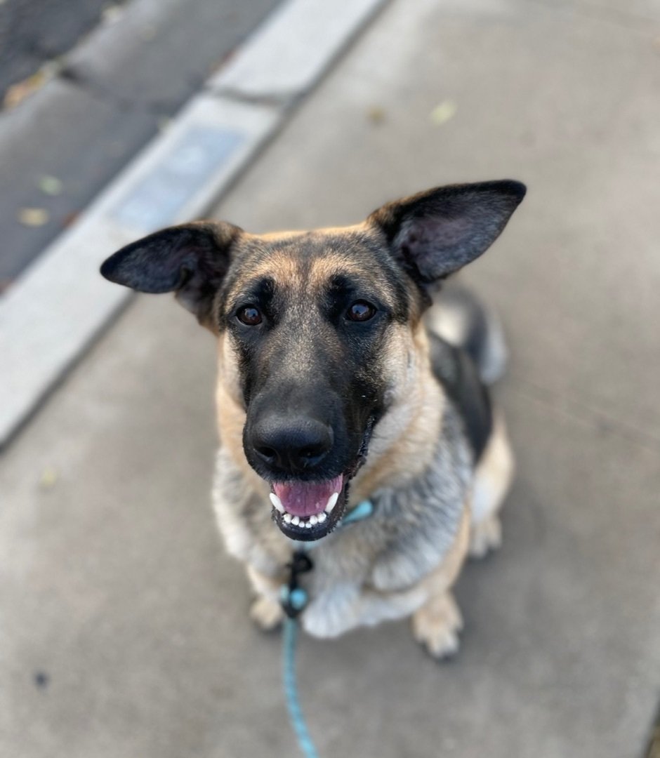 adoptable Dog in Hayward, CA named Gretel