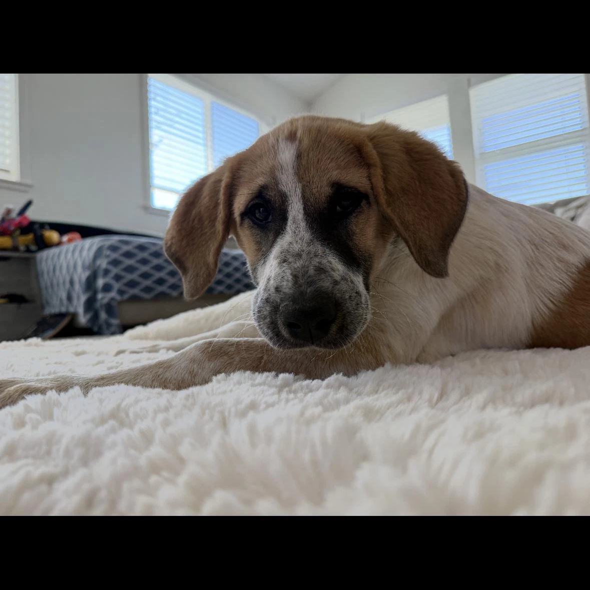 Daisy