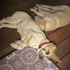 Daisy - Photo 2