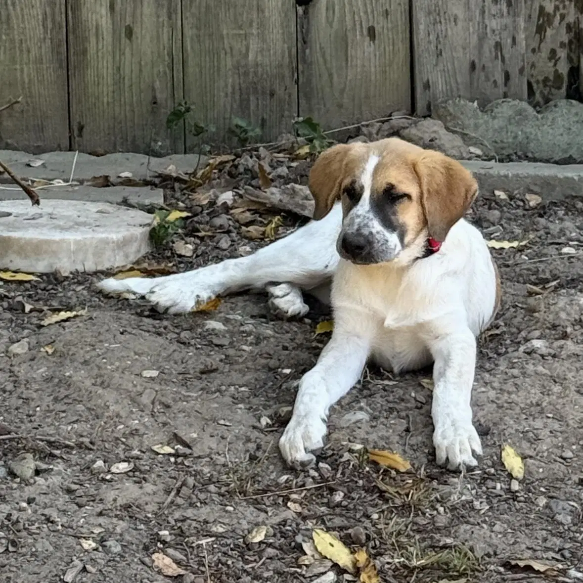 Daisy image 3
