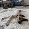 Daisy - Photo 4